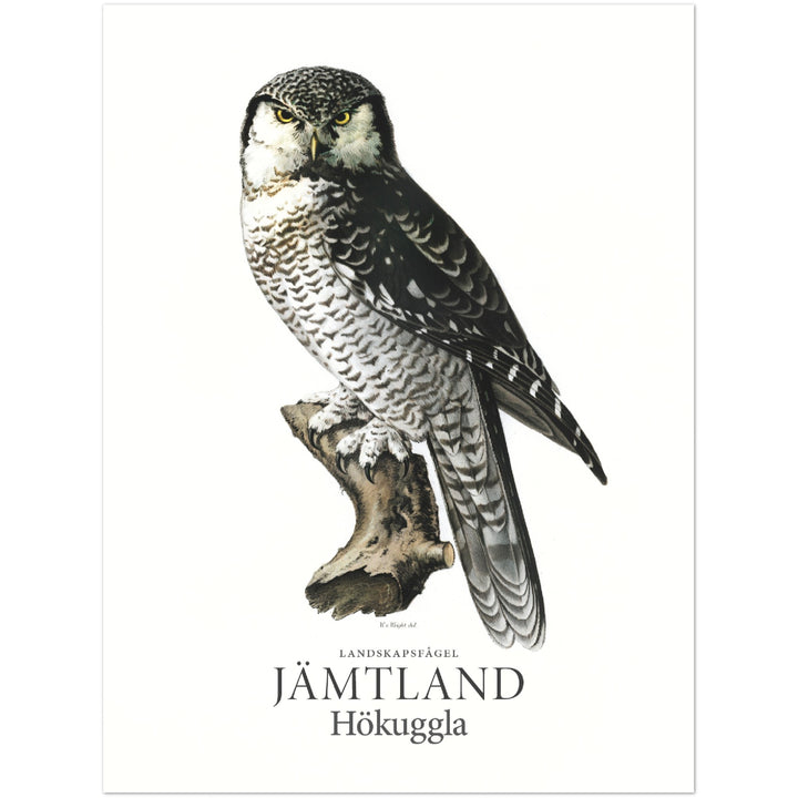 Jämtlands landskapsfågel, Hökuggla
