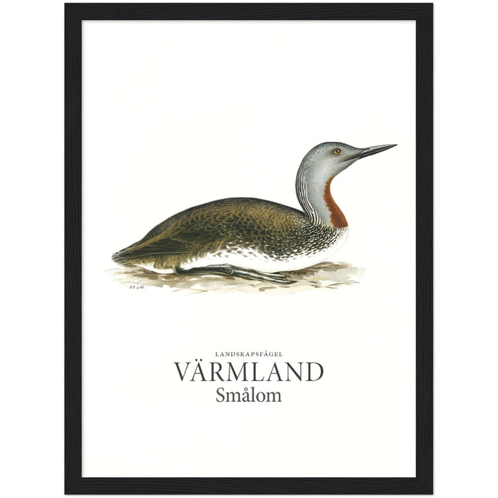 Värmlands landskapsfågel, Smålom