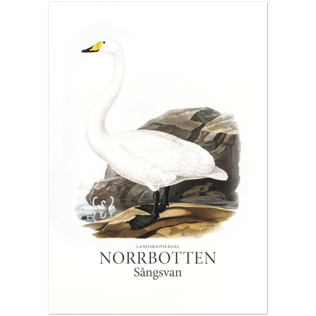 Norrbottens landskapsfågel, Sångsvan