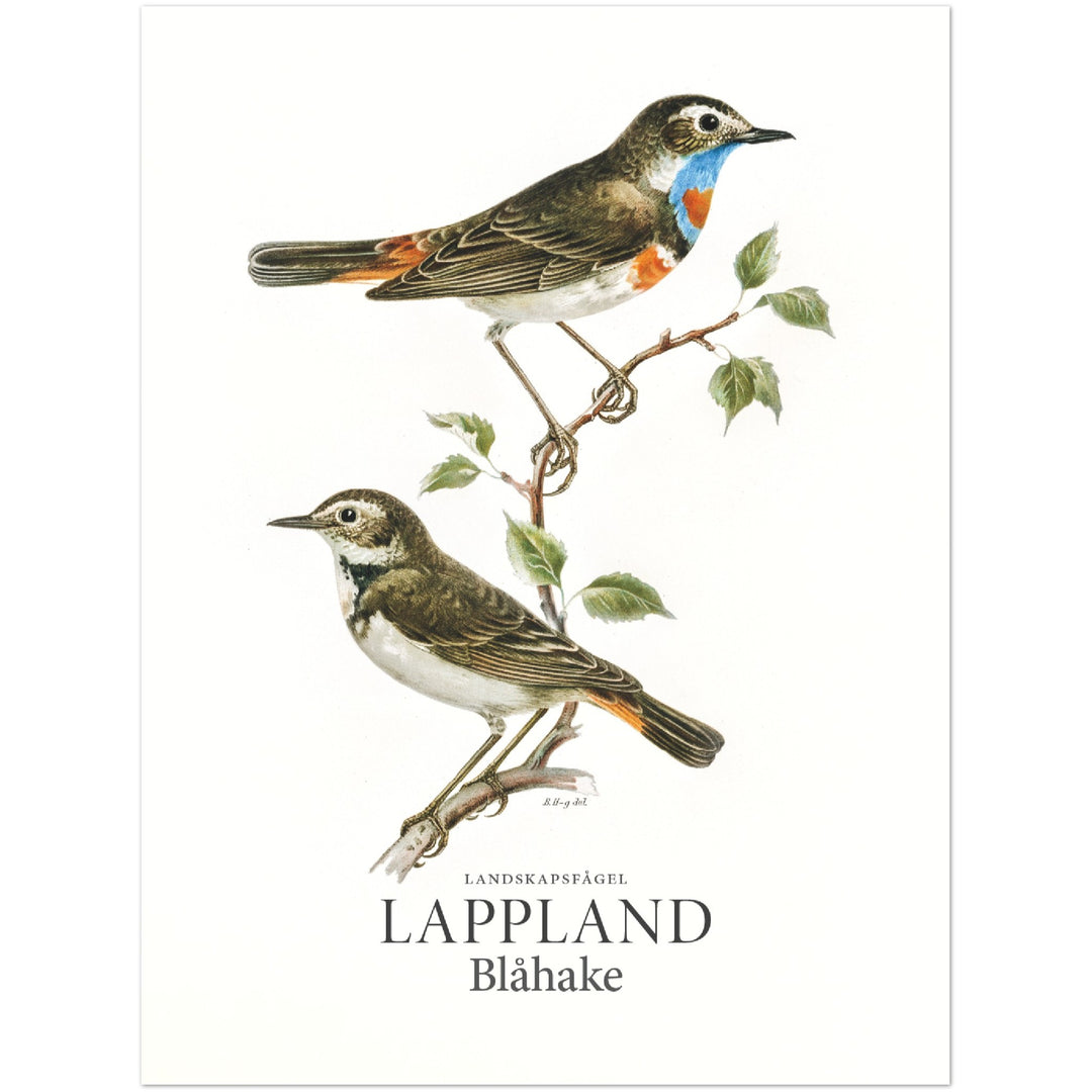 Lapplands landskapsfågel, Blåhake