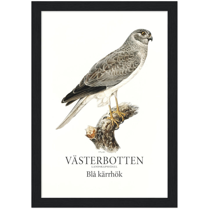 Västerbottens landskapsfågel, Blå kärrhök