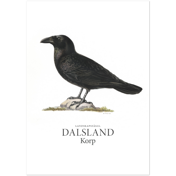 Dalslands landskapsfågel, Korp