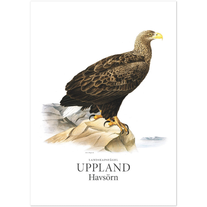 Upplands landskapsfågel, Havsörn