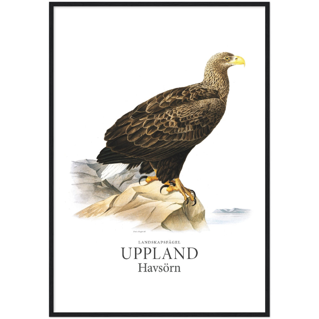 Upplands landskapsfågel, Havsörn