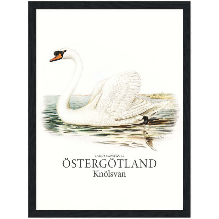 Östergötlands landskapsfågel, Knölsvan