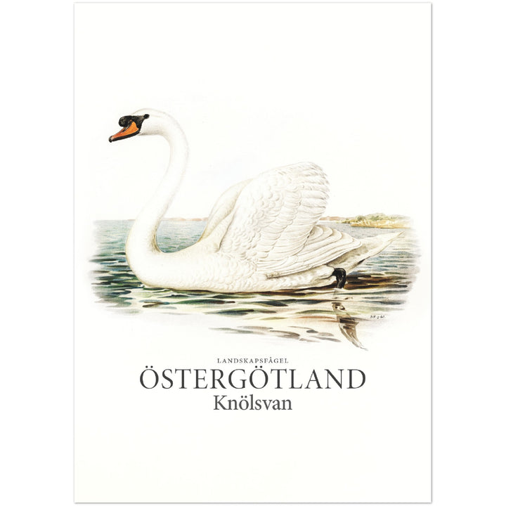 Östergötlands landskapsfågel, Knölsvan