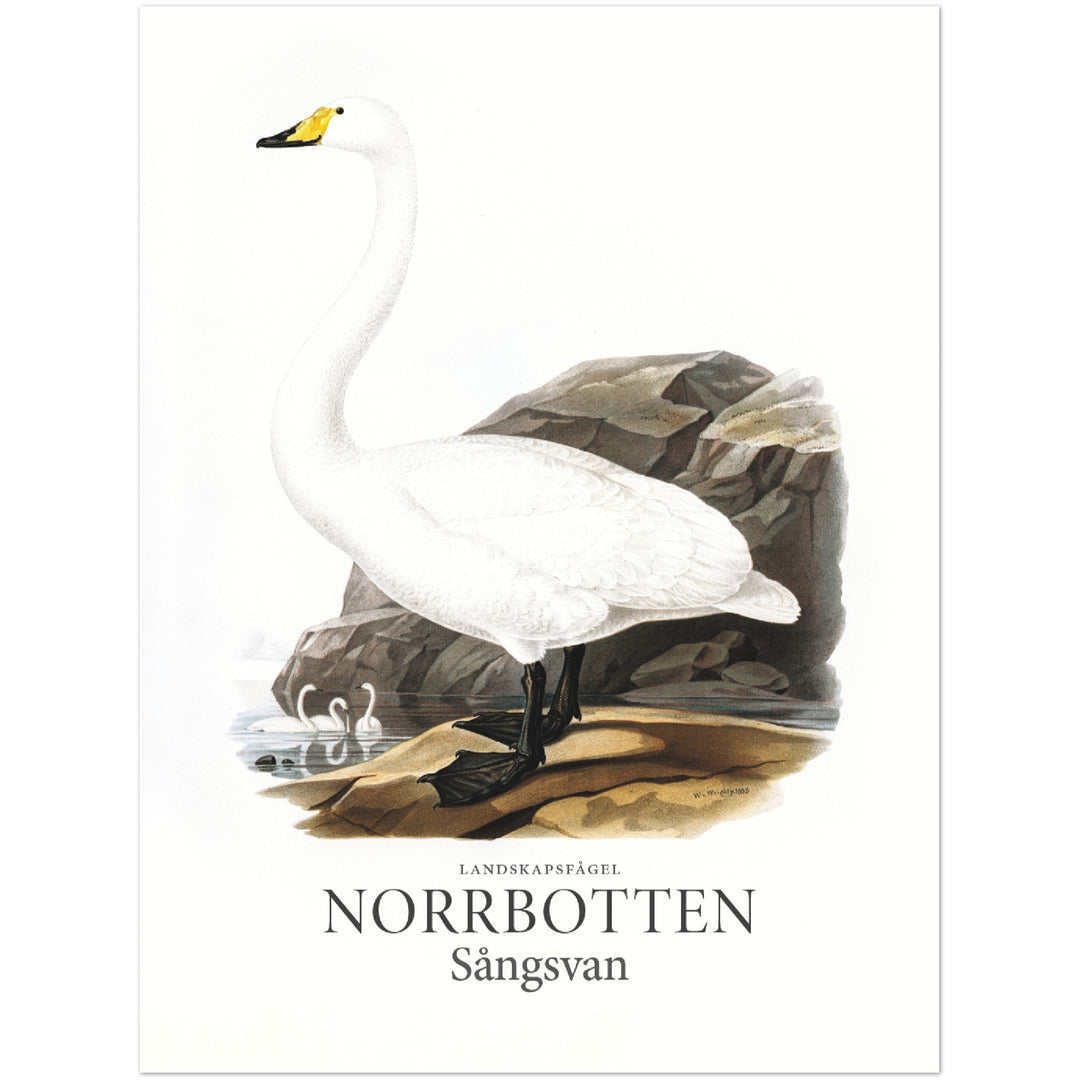 Norrbottens landskapsfågel, Sångsvan