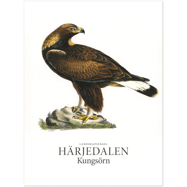 Härjedalens landskapsfågel, Kungsörn