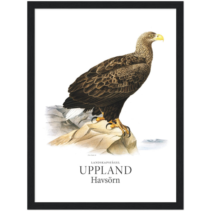 Upplands landskapsfågel, Havsörn