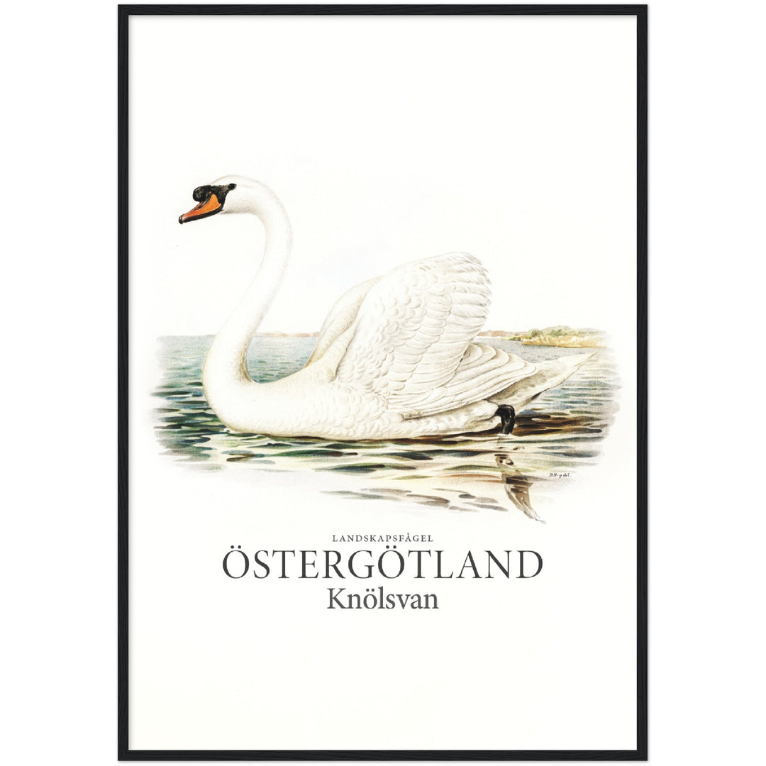 Östergötlands landskapsfågel, Knölsvan