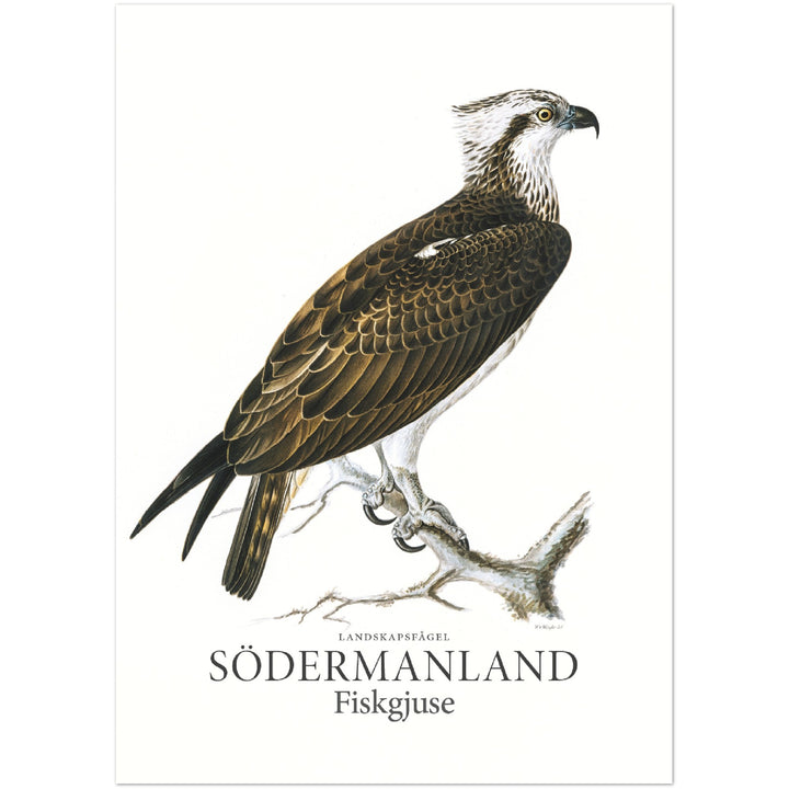 Södermanlands landskapsfågel, Fiskgjuse