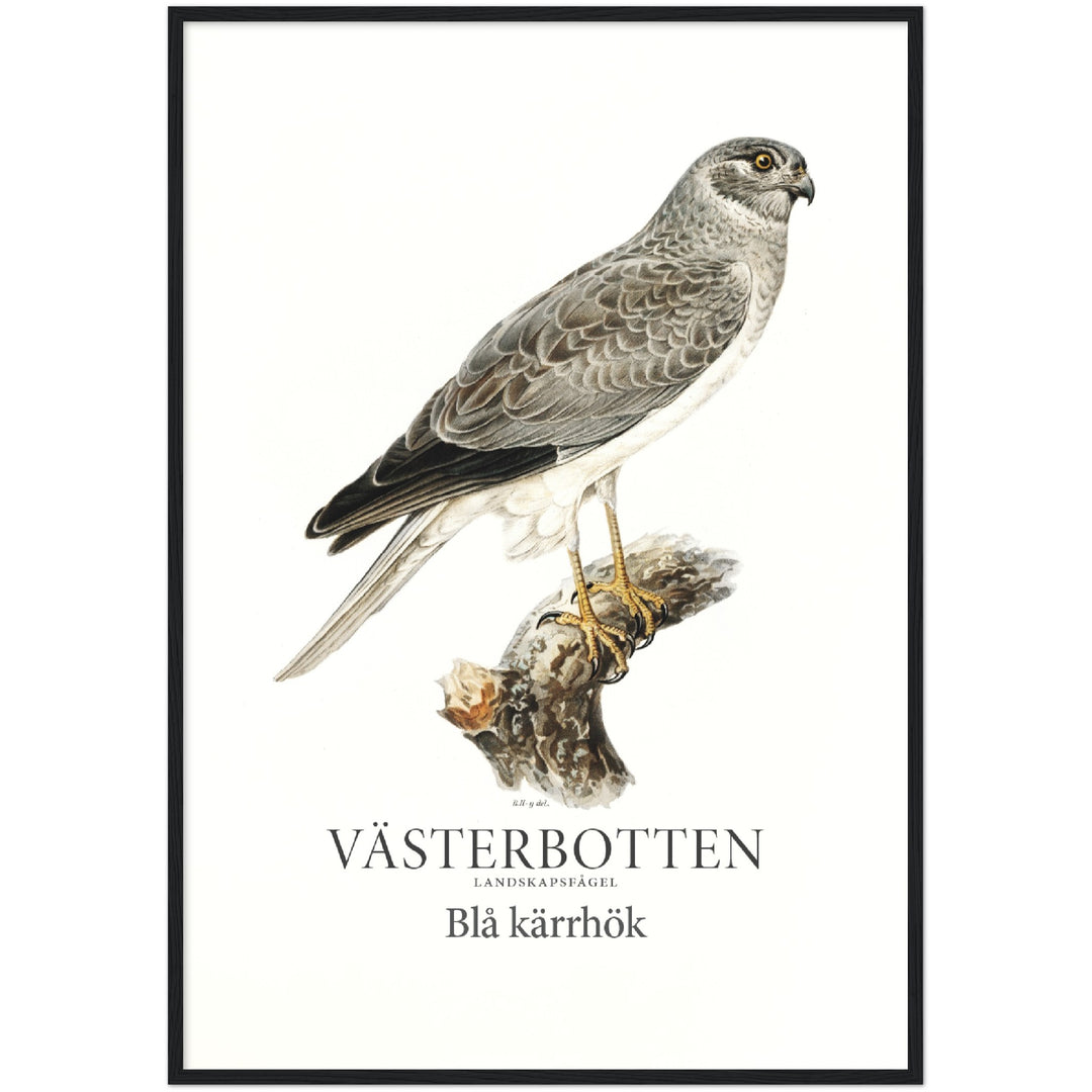 Västerbottens landskapsfågel, Blå kärrhök