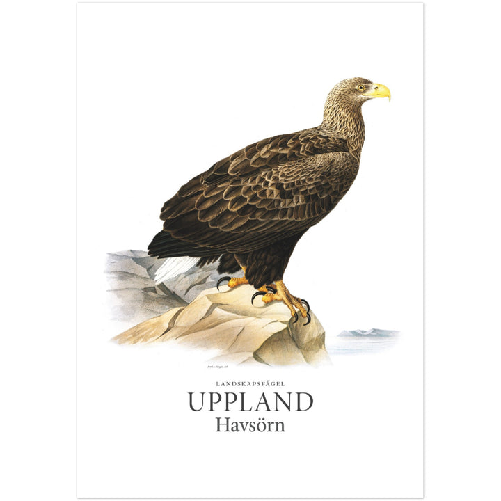 Upplands landskapsfågel, Havsörn