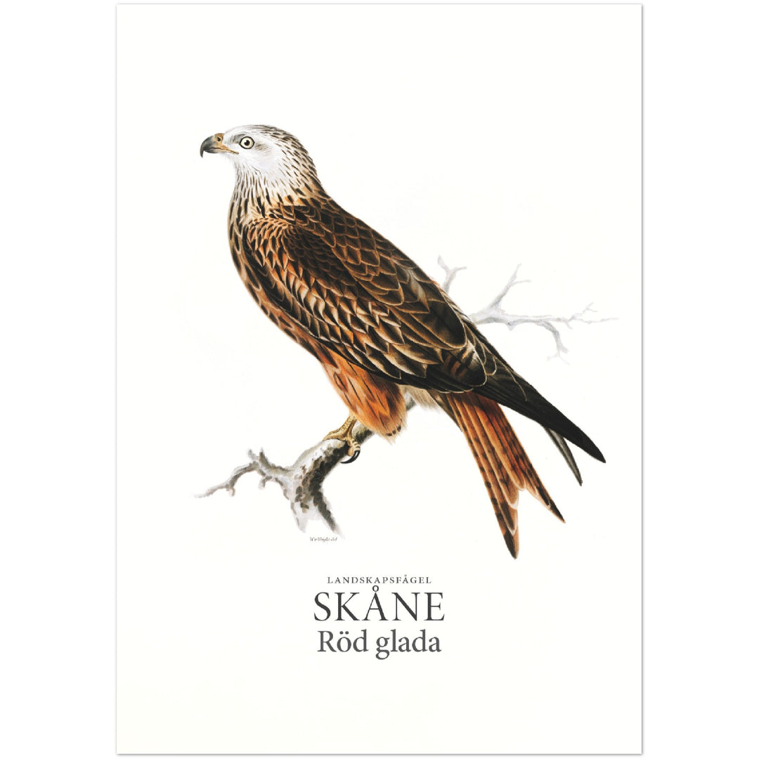 Skånes landskapsfågel, Glada