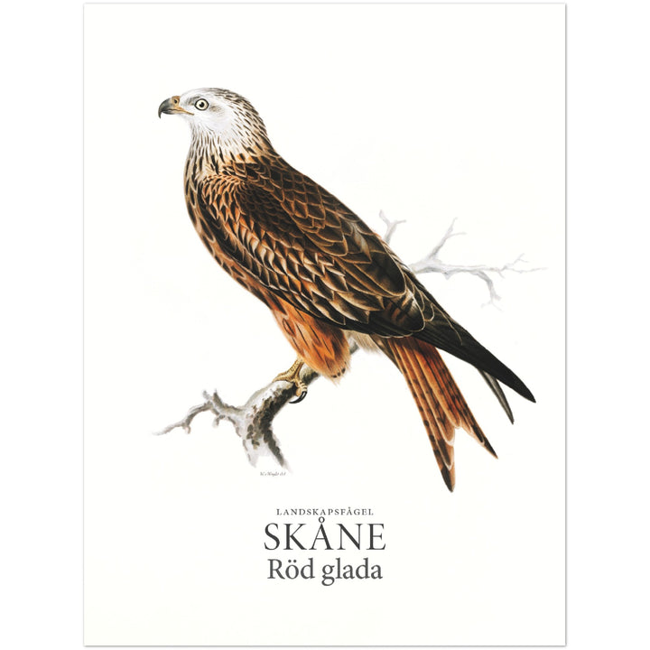 Skånes landskapsfågel, Glada