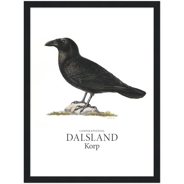 Dalslands landskapsfågel, Korp