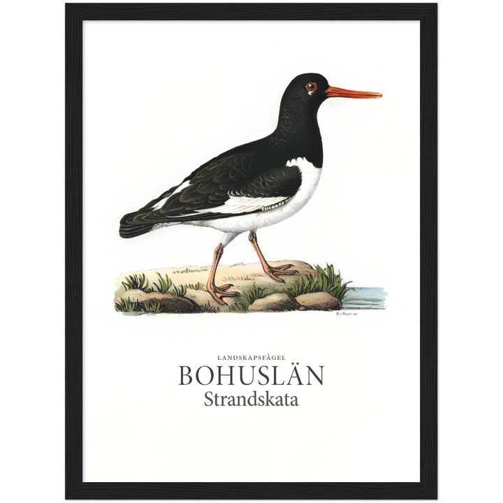 Bohusläns landskapsfågel, Strandskata